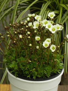SAXARE06 17