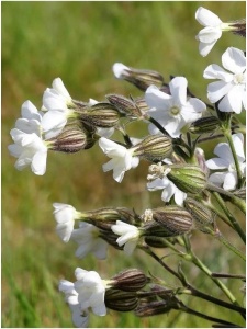 SILALB01 11