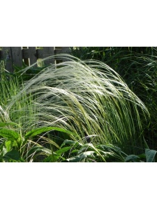 STIJOA00 14