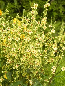 VERCHA02 16