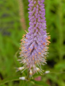 VERHYB01 18