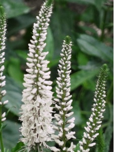 VERLON07 11